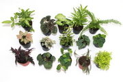 2" Terrarium FERN and FOLIAGE Assortment